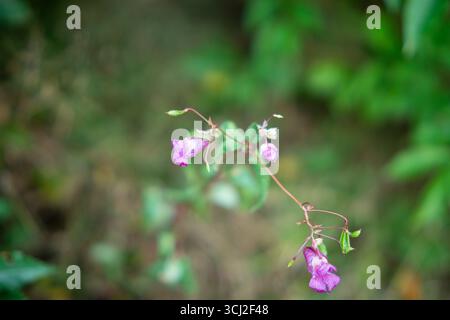 Foto macro di delicato fiore selvatico rosa con sfondo sfocato Foto Stock