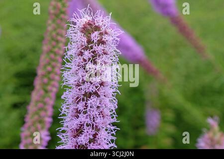 Punte viola di Liatris spicata, filetto di serpente «Floristan Violett» in fiore. Foto Stock