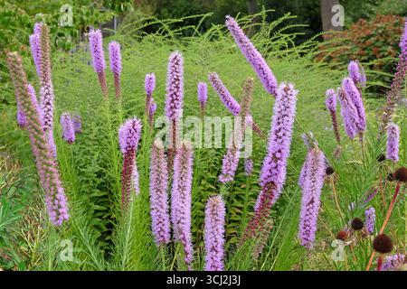 Punte viola di Liatris spicata, filetto di serpente «Floristan Violett» in fiore. Foto Stock
