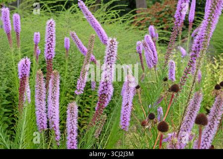 Punte viola di Liatris spicata, filetto di serpente «Floristan Violett» in fiore. Foto Stock