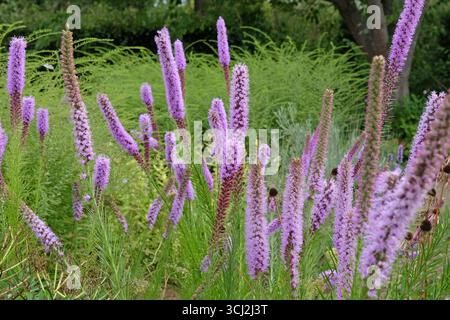 Punte viola di Liatris spicata, filetto di serpente «Floristan Violett» in fiore. Foto Stock