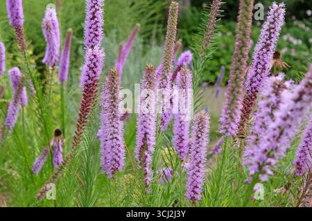 Punte viola di Liatris spicata, filetto di serpente «Floristan Violett» in fiore. Foto Stock