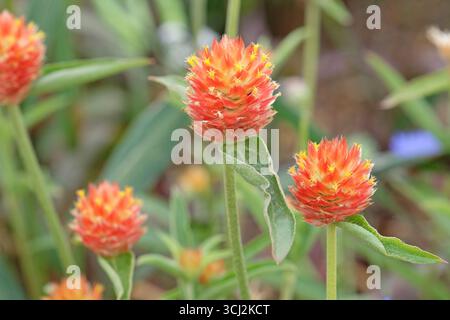 Red Gomphrena haageana, l'amaranto o il fiore del globo del Rio grande, in fiore. Foto Stock
