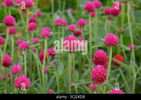 Viola e rossa Gomphrena haageana, l'amaranto o il fiore del globo del Rio grande, in fiore. Foto Stock