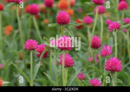 Viola e rossa Gomphrena haageana, l'amaranto o il fiore del globo del Rio grande, in fiore. Foto Stock