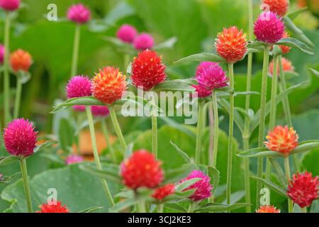 Viola e rossa Gomphrena haageana, l'amaranto o il fiore del globo del Rio grande, in fiore. Foto Stock