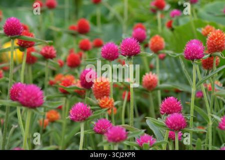 Viola e rossa Gomphrena haageana, l'amaranto o il fiore del globo del Rio grande, in fiore. Foto Stock