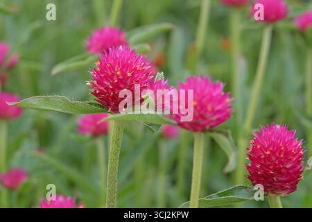 Viola e rossa Gomphrena haageana, l'amaranto o il fiore del globo del Rio grande, in fiore. Foto Stock