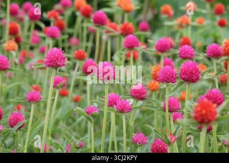 Viola e rossa Gomphrena haageana, l'amaranto o il fiore del globo del Rio grande, in fiore. Foto Stock