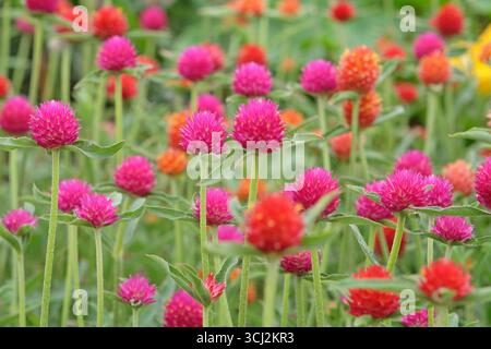 Viola e rossa Gomphrena haageana, l'amaranto o il fiore del globo del Rio grande, in fiore. Foto Stock