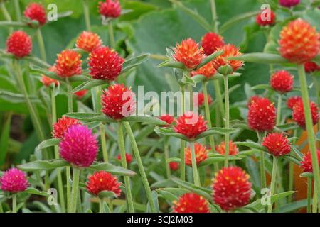Viola e rossa Gomphrena haageana, l'amaranto o il fiore del globo del Rio grande, in fiore. Foto Stock