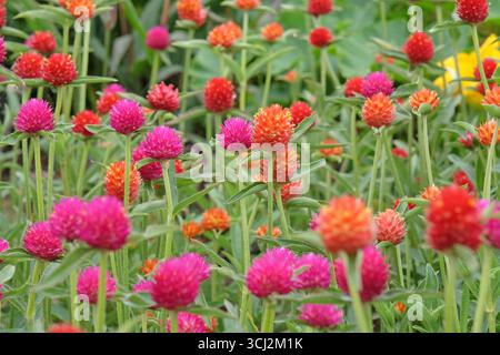 Viola e rossa Gomphrena haageana, l'amaranto o il fiore del globo del Rio grande, in fiore. Foto Stock