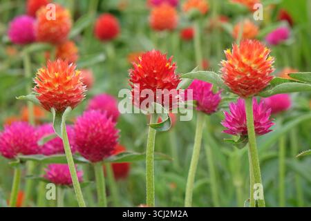 Viola e rossa Gomphrena haageana, l'amaranto o il fiore del globo del Rio grande, in fiore. Foto Stock