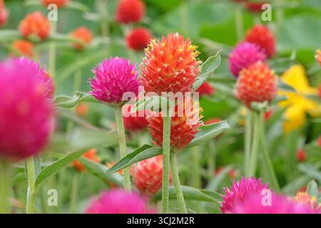 Viola e rossa Gomphrena haageana, l'amaranto o il fiore del globo del Rio grande, in fiore. Foto Stock