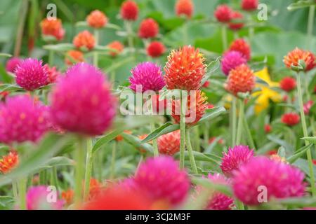 Viola e rossa Gomphrena haageana, l'amaranto o il fiore del globo del Rio grande, in fiore. Foto Stock
