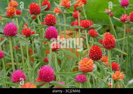 Viola e rossa Gomphrena haageana, l'amaranto o il fiore del globo del Rio grande, in fiore. Foto Stock
