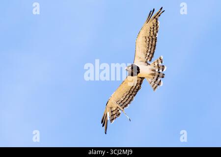 Aquila di serpente dal castigo nero (Circaetus pectoralis) in volo Kgalagadi Transborder Park, Kalahari, Northern Cape, Sud Africa Foto Stock