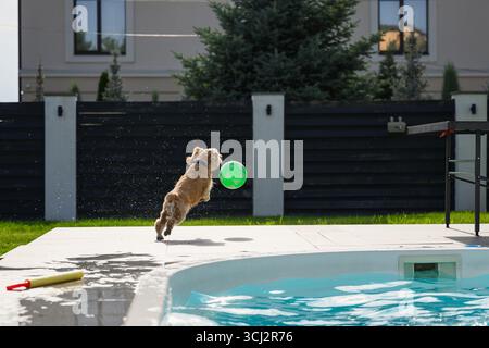 Cane spaniel bagnato e dorato che salta a bordo piscina con spruzzi d'acqua mentre insegue una palla verde nel giardino del cortile in una giornata estiva di sole. Foto Stock