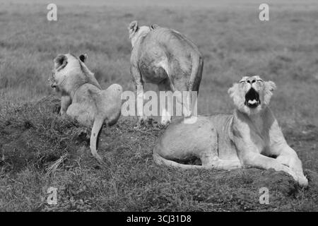 Tre leonesse che riposano sulle pianure aperte del Serengeti National Park, Tanzania, catturate a gennaio. Una leonessa sbadiglia mentre le altre rimangono vigili. Foto Stock