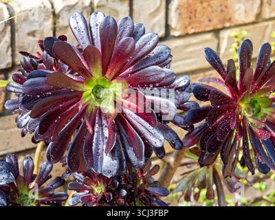 Pianta succulenta viola scuro albero Anemone ricoperto di goccioline d'acqua Foto Stock