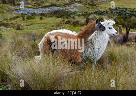 Due affettuoso llama (Lama glama) baciare la catena delle Ande, Ecuador Foto Stock
