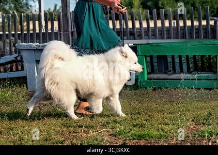 Una bella laika samoiata che corre sull'erba in estate. Foto Stock