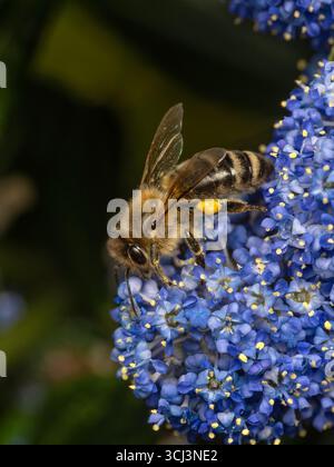 Api mellifere (Apis mellifera) che poggiano sul fiore di un cespuglio di fiori rossi (Ceanothus thyrsiflorus), con un pellet di polline sul cestello di polline della sua parte posteriore Foto Stock