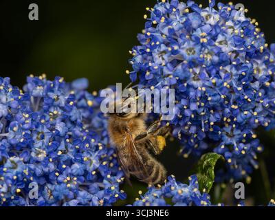 Vista laterale di un'ape del miele (Apis mellifera) che si nutre dai fiori di un cespuglio di fiori rossi (Ceanothus thyrsiflorus) Foto Stock