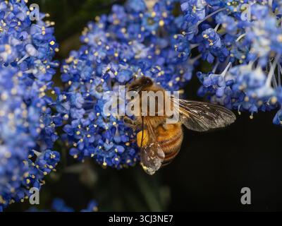Vista dorsale di un'ape del miele (Apis mellifera) su un fiore di boscaglia (Ceanothus thyrsiflorus) Foto Stock