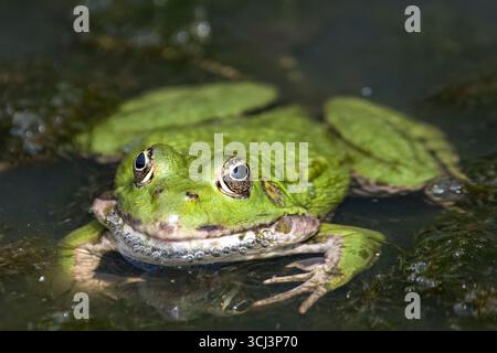 La rana commestibile (Pelophylax esculentus), chiamata anche rana d'acqua comune e rana verde. Foto Stock