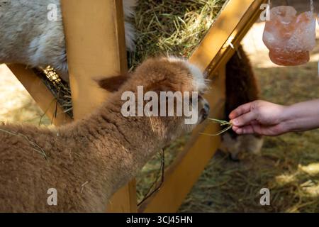 Mosca, Russia, Zoo di Mosca, 30 agosto 2025, i visitatori interagiscono con gli alpaca nel parco. Foto Stock