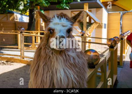 Mosca, Russia, Zoo di Mosca, 30 agosto 2025, simpatico huakaya di alpaca marrone e bianco nel parco dell'alpaca. Foto Stock