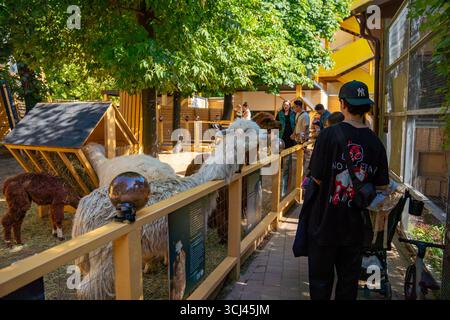 Mosca, Russia, Zoo di Mosca, 30 agosto 2025, i visitatori interagiscono con gli alpaca nel parco. Foto Stock