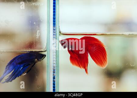 Plakad Thai o Betta Splendens Regan, pesce combattente siamese colorato, bellissimo e piccolo pesce pugnax, elegante guerriero del regno roliale del Siam (Tha Foto Stock