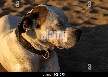 Profilo contemplativo dei cani al tramonto Foto Stock