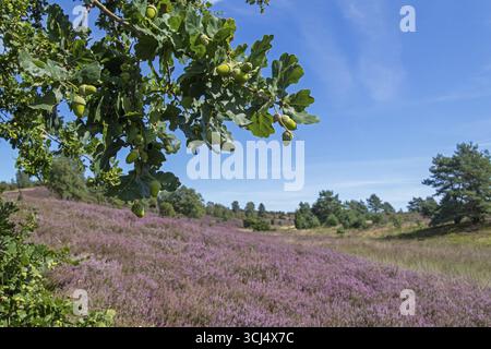 Quercia, ghiande, erica fiorita a Wilseder Berg, Lueneburg Heath vicino Wilsede, Bispingen, bassa Sassonia, Germania Foto Stock