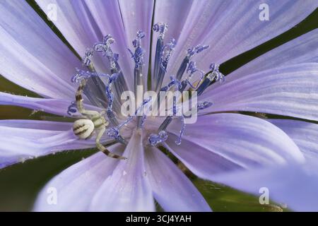 Primo piano di un fiore di cicoria (Cichorium intybus) con petali fini e un ragno di granchio d'oro (Misumena vatia), vista dettagliata, Assia, Germania Foto Stock