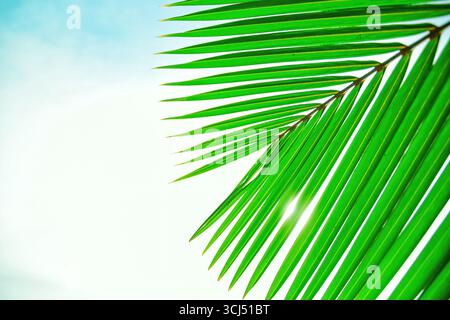 Una vivace foglia di palma verde si distingue contro un cielo luminoso e arioso. Il sole sbircia attraverso le fronde, creando un senso di calore tropicale Foto Stock