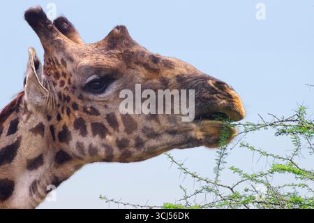 Giraffe che navigano tra i rami spinosi, il Parco Nazionale del Serengeti. Foto Stock