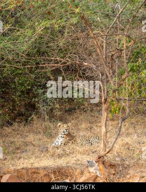 Selvaggia e sfuggente leopardo indiano o pantera o panthera pardus seduto sull'erba durante la stagione invernale safari nella riserva forestale dell'india Foto Stock