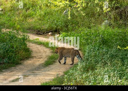 leopardo maschile selvaggio o panthera pardus su una passeggiata nel territorio attraversando i sentieri della foresta durante il safari nella stagione dei monsoni nel verde del backgroun Foto Stock