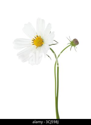 Fiori di Cosmos bianchi isolati su sfondo bianco. Garden Cosmos Foto Stock