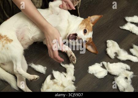 Una giovane donna gioca con il ritratto di primo piano di Jack russell terrier Foto Stock