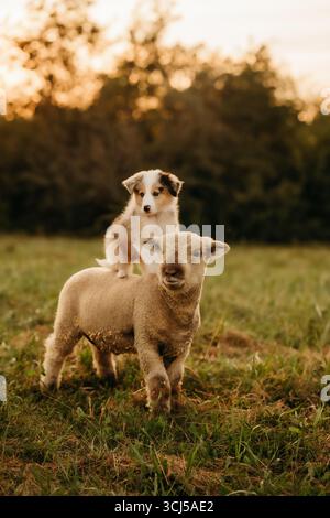 cucciolo di border collie seduto sulle pecore Foto Stock