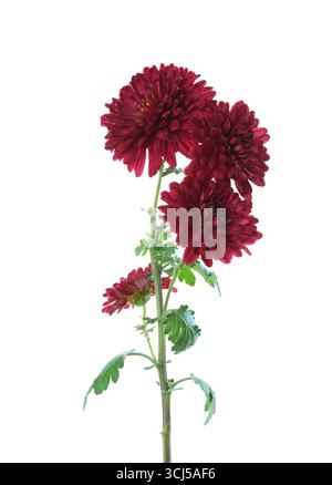 Ramo con pochi fiori di crisantemo isolati su sfondo bianco. Foto Stock