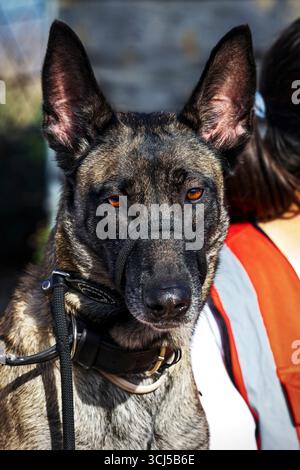 Pastore belga o cane Malinois belga SAR Foto Stock