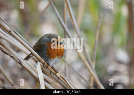 European robin - Rotkehlchen im Schilf Foto Stock