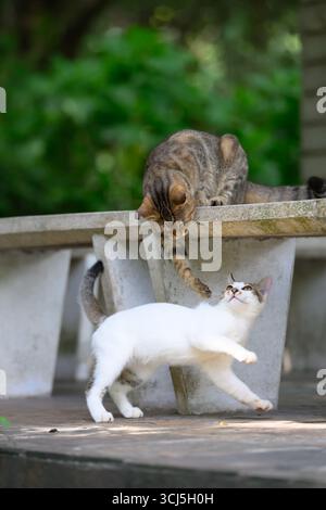 Due gatti lottavano giocosamente in giardino. Foto Stock