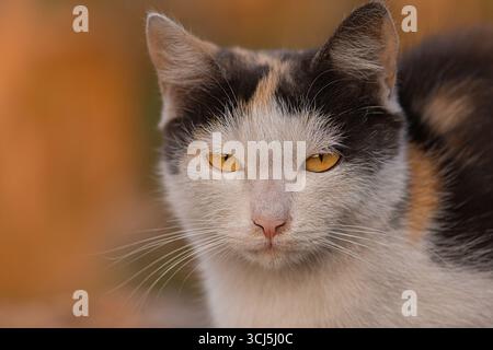 Gatto giovane che si rilassa al tramonto autunnale. Il gatto felice e bello si erge tra i colori brillanti dell'autunno. Foto Stock