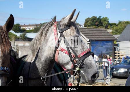 capo del cavallo grigio nella zona commerciale dei cavalli presso la fiera aul lammas ballycastle county antrim irlanda del nord regno unito Foto Stock